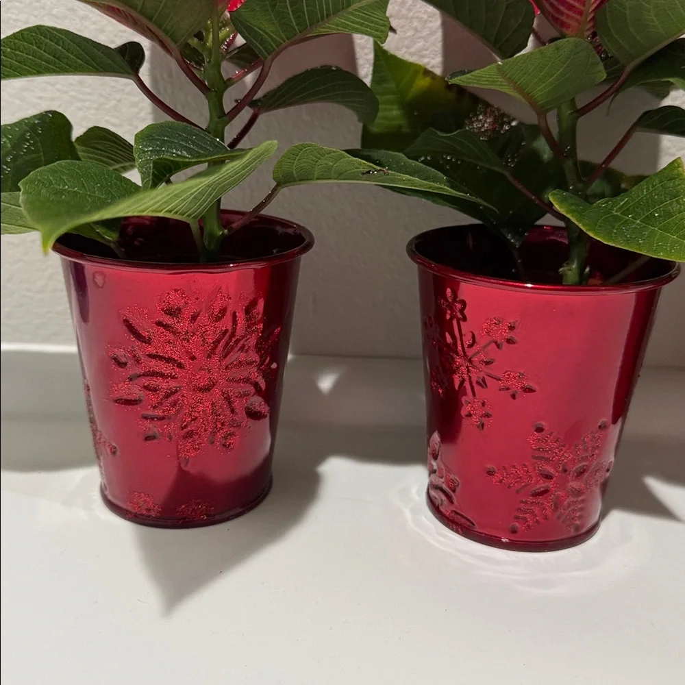6 Mini Holiday Plant Pot